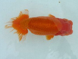 第49回焼津らんちう会品評大会　立行司　水野悦生　御前崎