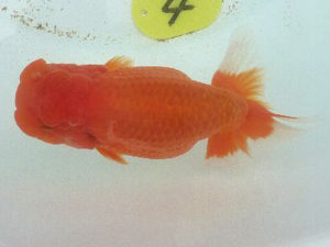 第49回焼津らんちう会品評大会　東取締　青木和久　静岡市