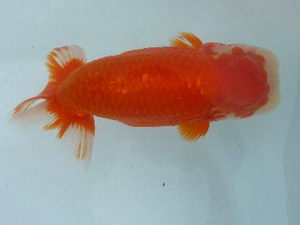 第49回焼津らんちう会品評大会　西大関　鈴木正義　静岡市