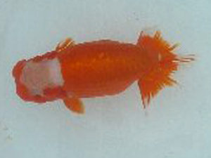 第49回焼津らんちう会品評大会　立行司　鈴木正義　静岡市