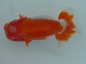 第49回焼津らんちう会品評大会　東取締　松永二郎　焼津市