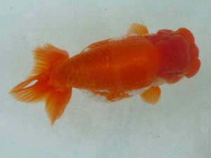 第49回焼津らんちう会品評大会　西取締　水野悦男　御前崎市